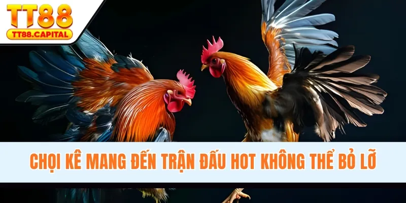 Đá Gà TT88 - Sân Chơi Nổi Tiếng, Kịch Tính Hàng Đầu 2026 - spark69