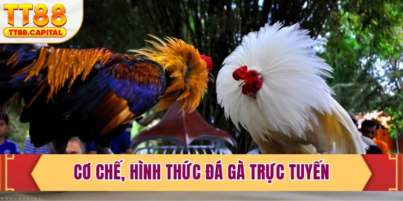 Live Đá Gà Trực Tiếp Tại TT88- Sàn Đấu Kịch Tính Nhất 2026 - spark69