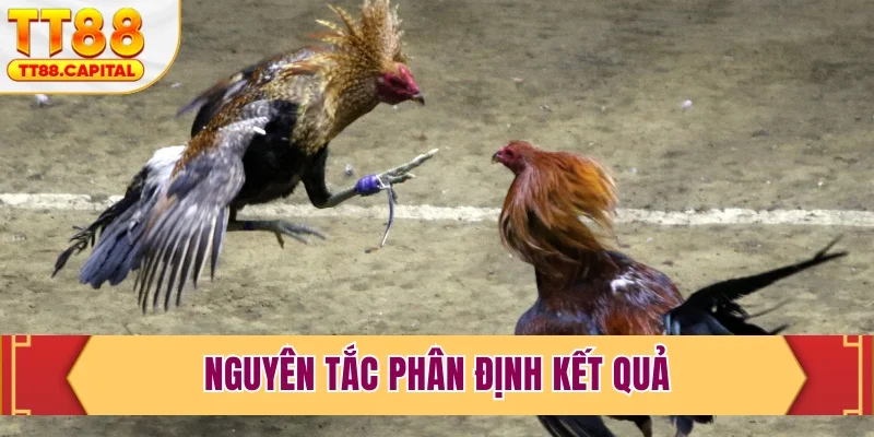 Live Đá Gà Trực Tiếp Tại TT88- Sàn Đấu Kịch Tính Nhất 2026 - spark69