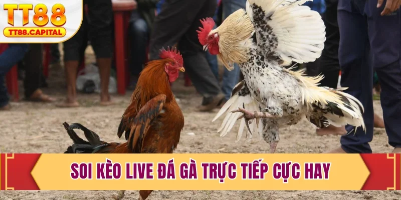 Live Đá Gà Trực Tiếp Tại TT88- Sàn Đấu Kịch Tính Nhất 2026 - spark69