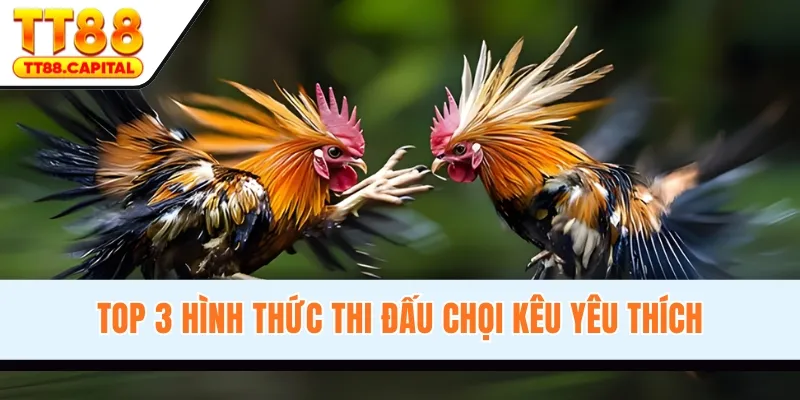 Đá Gà TT88 - Sân Chơi Nổi Tiếng, Kịch Tính Hàng Đầu 2026 - spark69